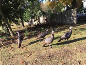 http://campingwithfivekids.blogspot.com