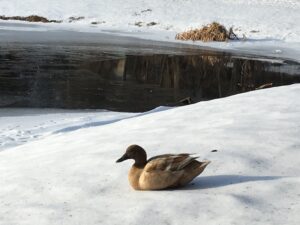 Canvasback sits on ice