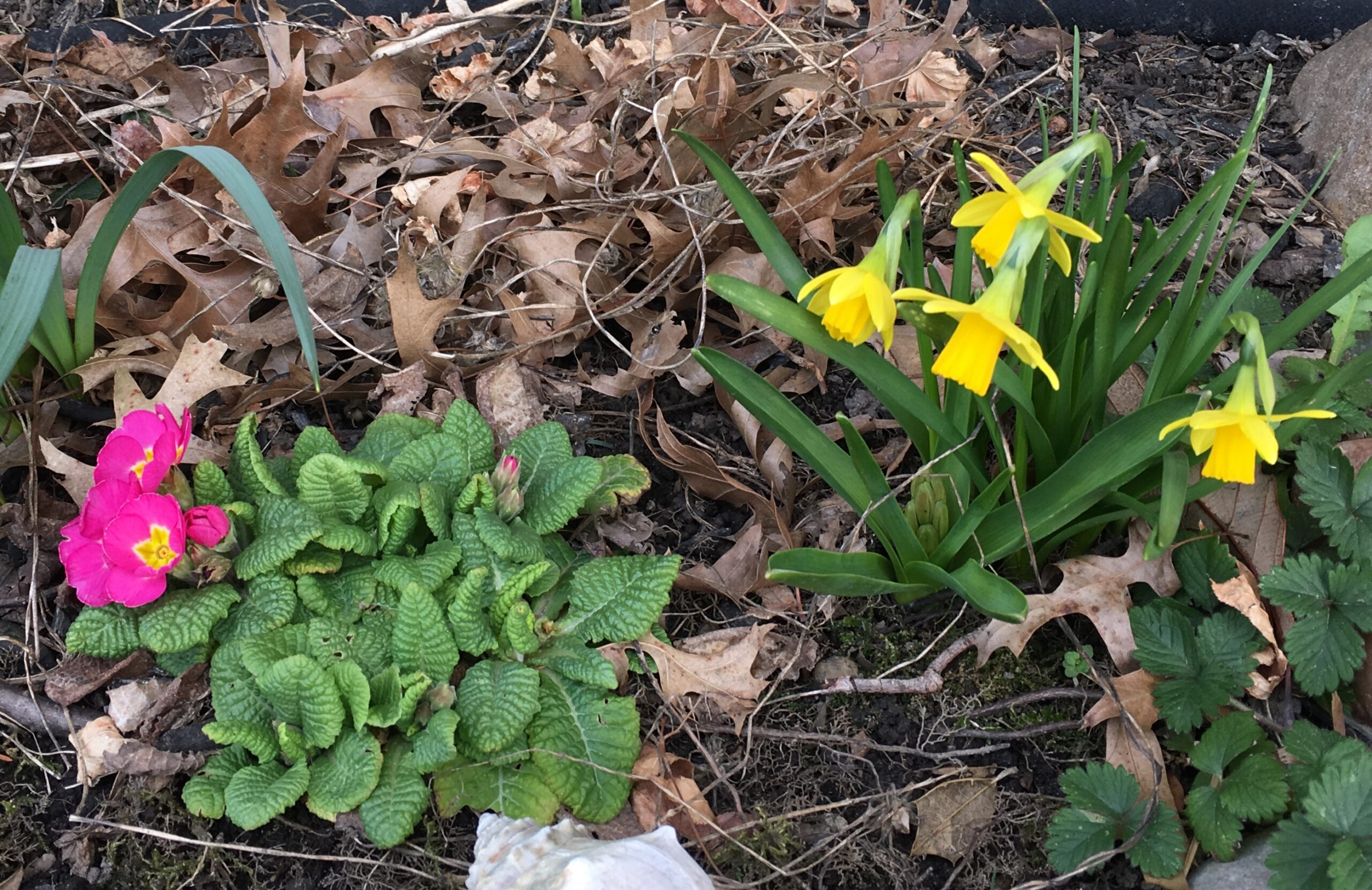 Mini yellow daffodils and pink blossom plant