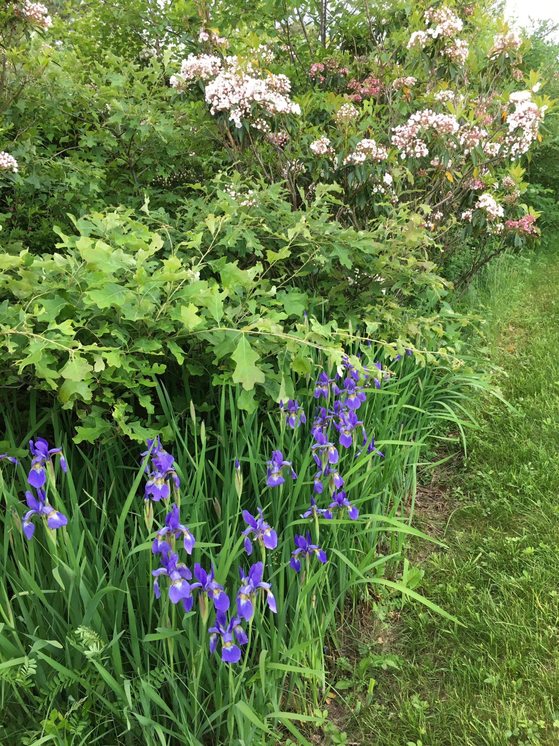 An early June walk.