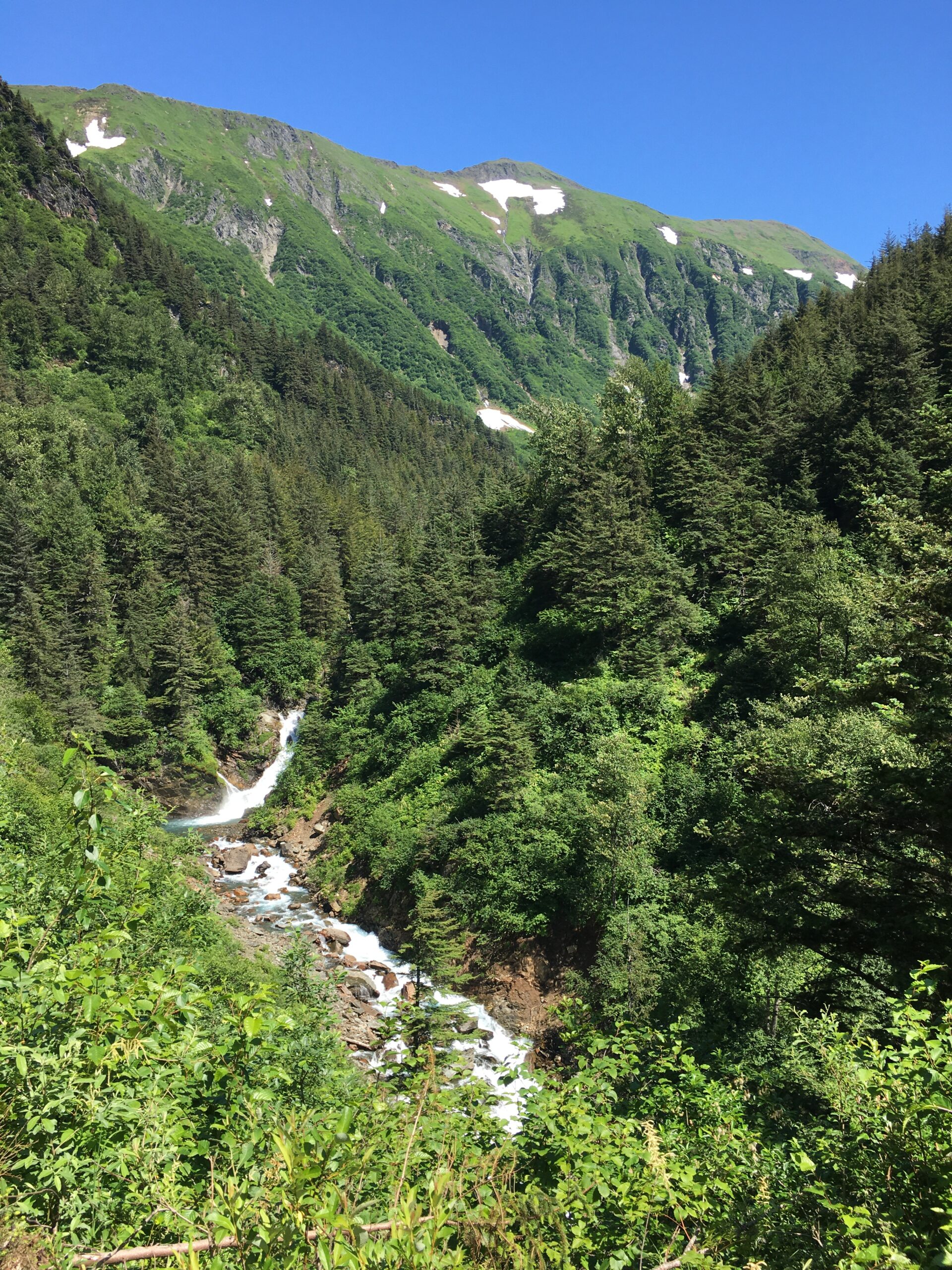 Rugged Mountains and trees in Alaska